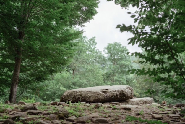 Gran roca para meditar en un bosque verde