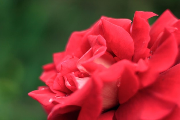 Gran rosa roja de cerca Color rojo intenso Gran hermosa flor rosa roja con capullos Rosa delicada