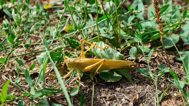 El gran saltamontes amarillo se sienta en el suelo.