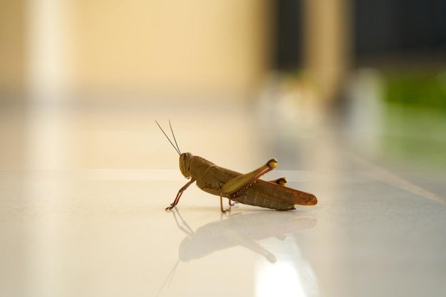 Foto un gran saltamontes marrón se sienta en el suelo afuera