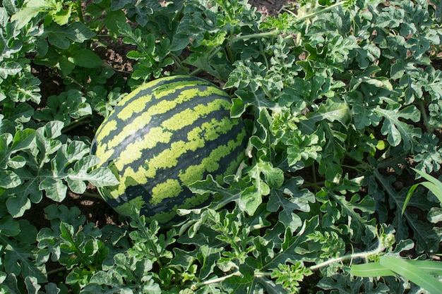 Gran sandía verde que crece en el jardín