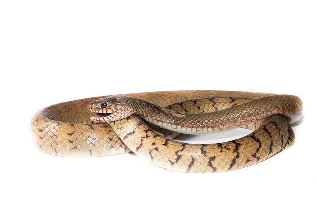 gran serpiente aislada en blanco