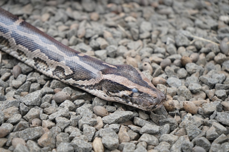 Foto gran serpiente arrastrándose por el suelo de piedra