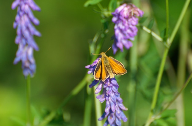 Gran Skipper Ochlodes sylvanus en una hoja verde de verano región de Moscú Rusia