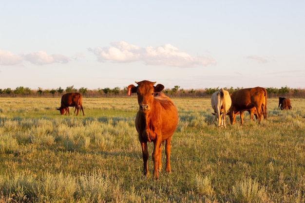 Gran ternero de vaca del Cáucaso mirando a la cámara