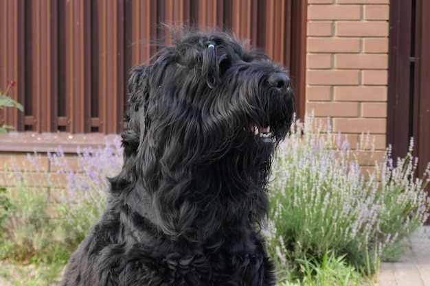 Gran terrier ruso negro de cerca