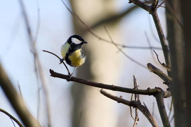 una gran tetita posada en una rama de un árbol.