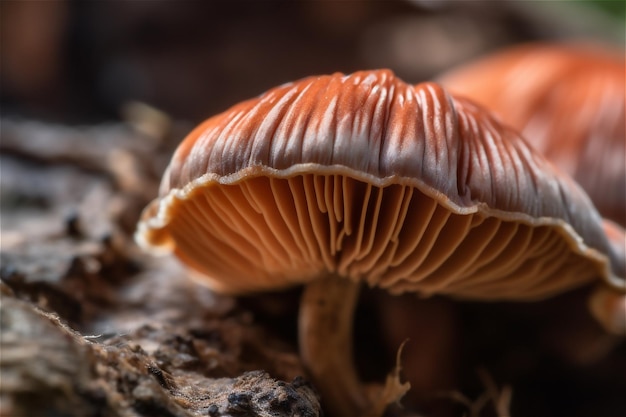 Gran textura macro de hongo Hongo que crece en el suelo del bosque Contenido generado por IA