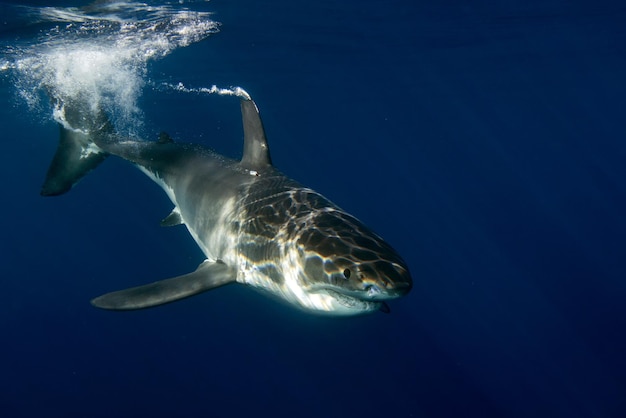 El gran tiburón blanco está listo para atacar