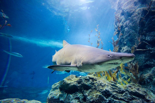 Gran tiburón blanco en gran acuario con agua de mar