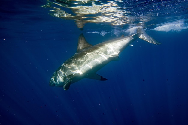 Gran tiburón blanco listo para atacar de cerca