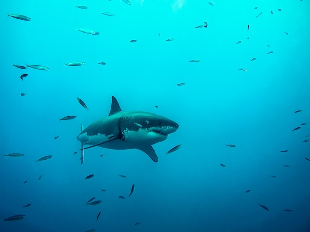 Gran tiburón blanco y peces nadando en el mar