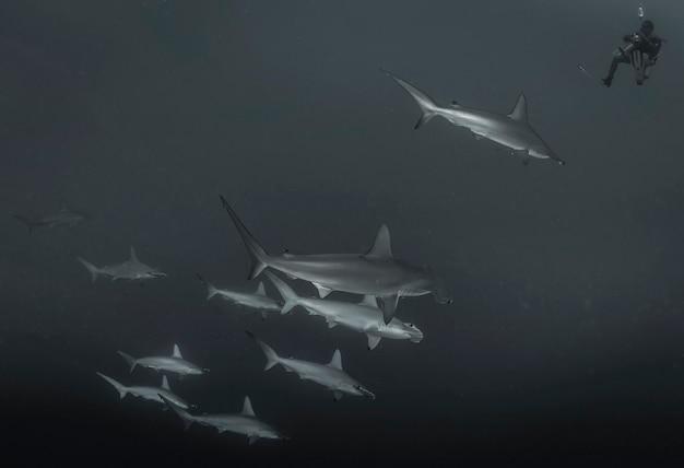 Gran tiburón martillo. Escuela de tiburones martillo nadando en el mar Rojo. Tiburones en estado salvaje. Vida marina bajo el agua en el océano azul. Observación del mundo animal. Aventura de buceo en el mar Rojo, costa de África