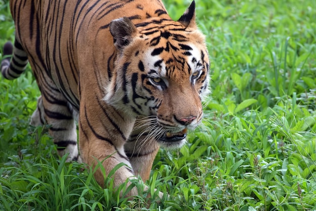 Gran tigre de bengala caminando sobre la hierba