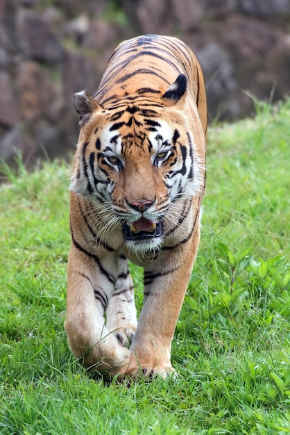 Gran tigre de Bengala macho caminando en la hierba
