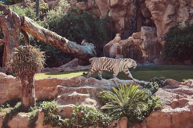El gran tigre blanco de Bengala camina por el parque del zoológico nacional. Buscando un lugar fresco para esconderse del sol en un caluroso día de verano.