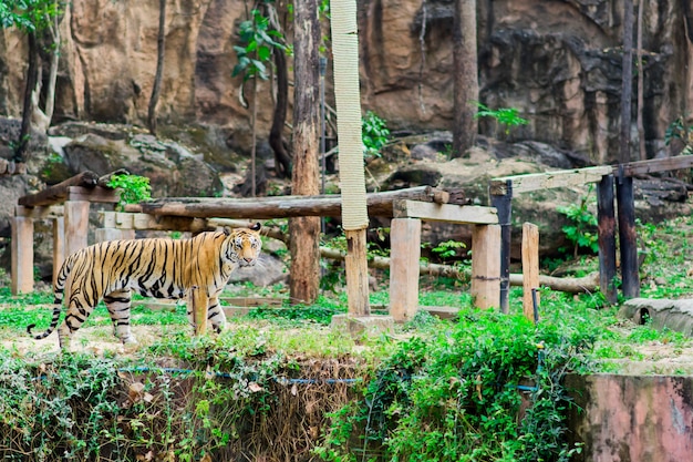 Un gran tigre caminaba en una jaula.