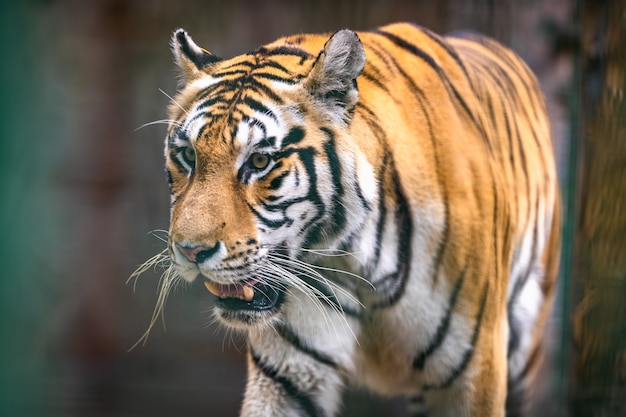 Gran tigre caminando sobre un campo