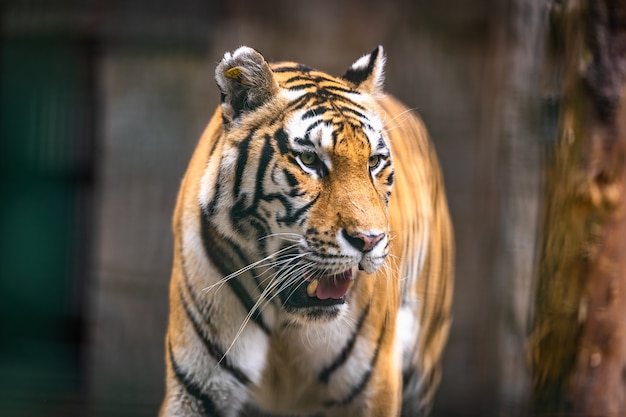 Gran tigre caminando sobre un campo