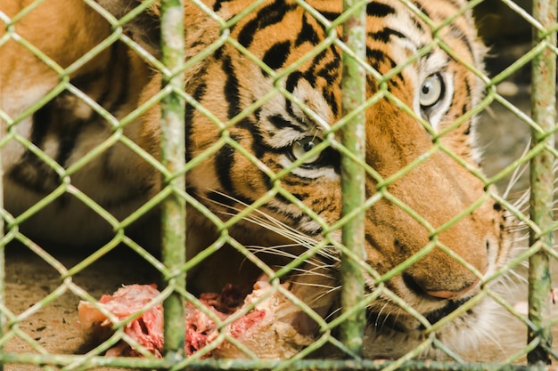 Foto un gran tigre come pollo crudo encarcelado en una jaula de acero