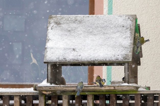 Gran tit azul en la nieve del invierno