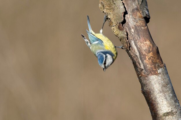 Gran tit azul pájaro amarillo y blanco azul