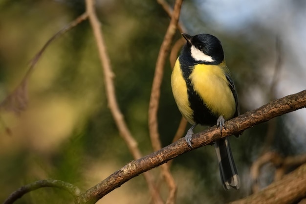 Gran tit colorido o parus major se posa en una rama