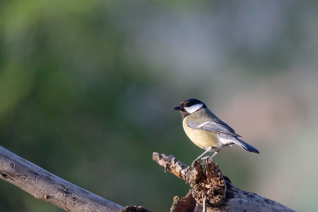 Gran tit Parus mayor Mlaga España