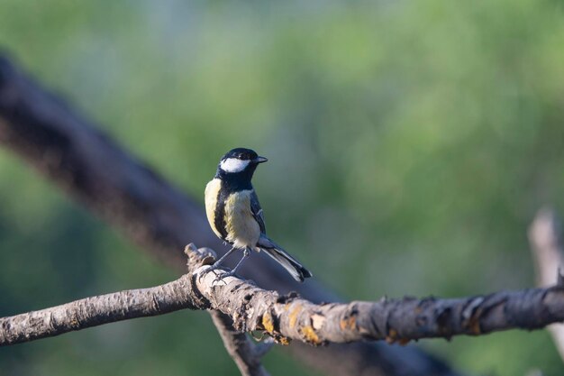 Foto gran tit parus mayor mlaga españa