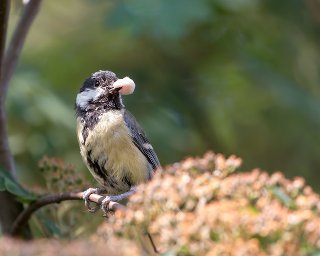 Foto gran tit sosteniendo comida en pico