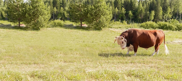 Gran toro estaba majestuosamente en una pradera exuberante