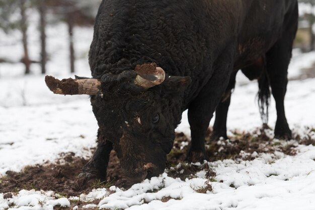 Un gran toro negro apuñala sus cuernos en el suelo nevado y entrena para pelear en la arena el concepto