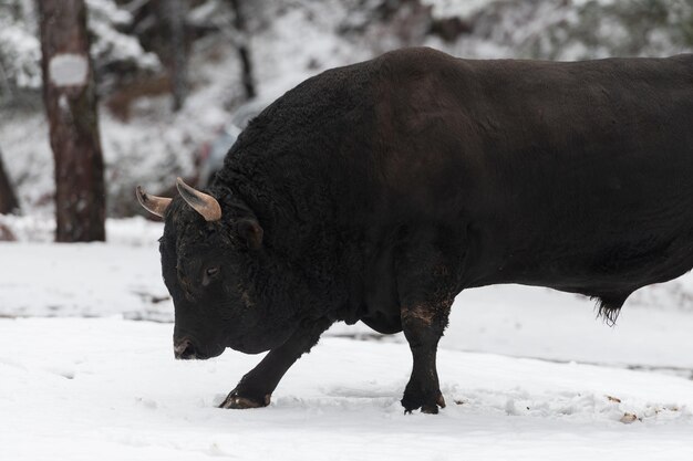 Un gran toro negro en la nieve entrenando para pelear en la arena concepto taurino enfoque selectivo