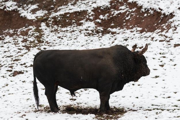 Un gran toro negro en la nieve entrenando para pelear en la arena concepto taurino enfoque selectivo