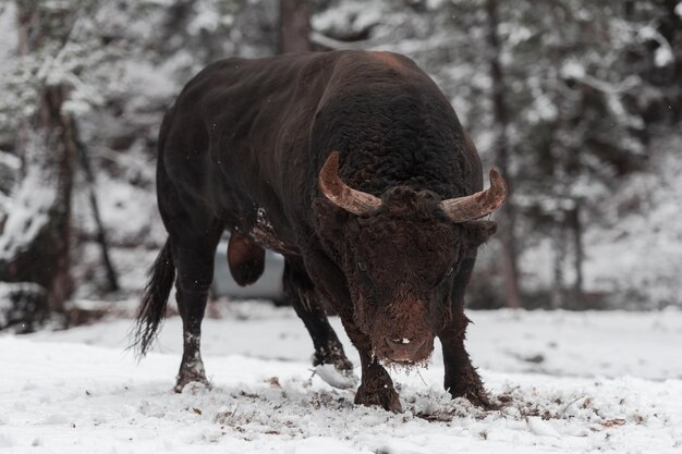 Un gran toro negro en la nieve entrenando para pelear en la arena concepto taurino enfoque selectivo