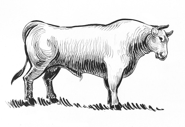 Gran toro de pie. Dibujo a tinta en blanco y negro