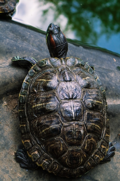 Una gran tortuga en el agua, en verano.