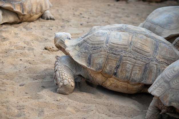 Una gran tortuga arrastrándose por la arena en un aviario.