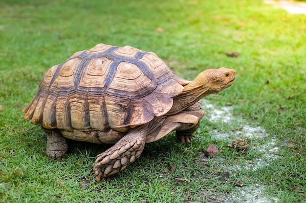 Una gran tortuga en el campo verde.