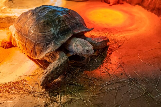 Una gran tortuga está en su terrario bajo lámparas de luz infrarroja