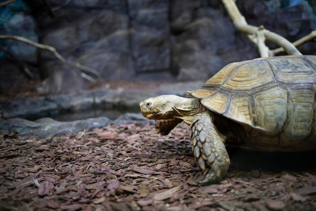 Una gran tortuga estimulada africana camina por el suelo