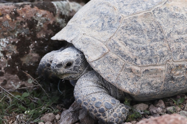 Gran tortuga en la naturaleza Fondo animal