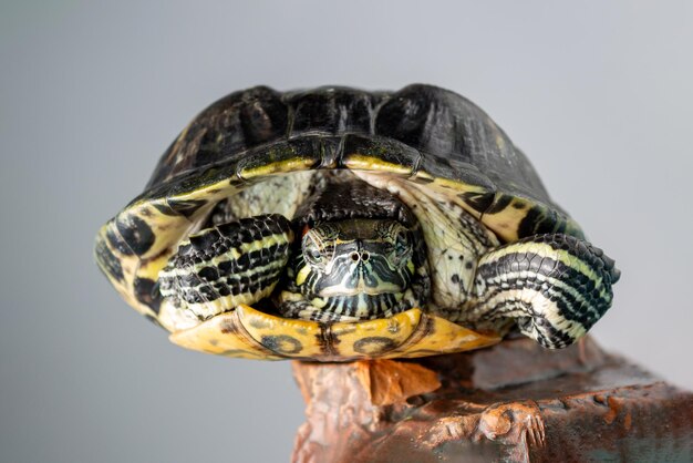 Una gran tortuga roja con ojos verdes se sienta en una roca roja