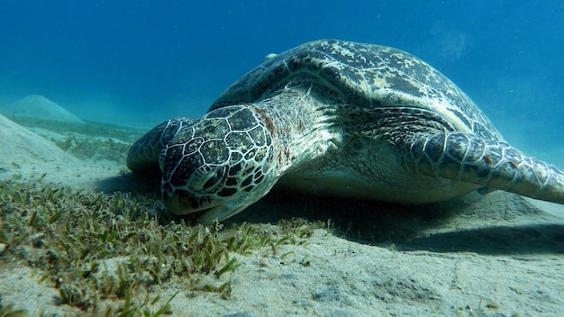 Gran tortuga verde en los arrecifes del Mar Rojo. Las tortugas verdes son las más grandes de todas las tortugas marinas.