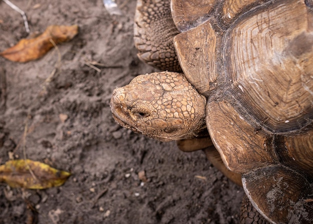 Foto gran tortuga vieja en el suelo