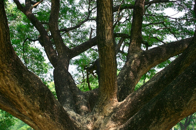 Un gran tronco de árbol viejo con ramas