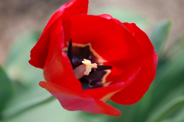 Un gran tulipán rojo hermoso crece en el jardín