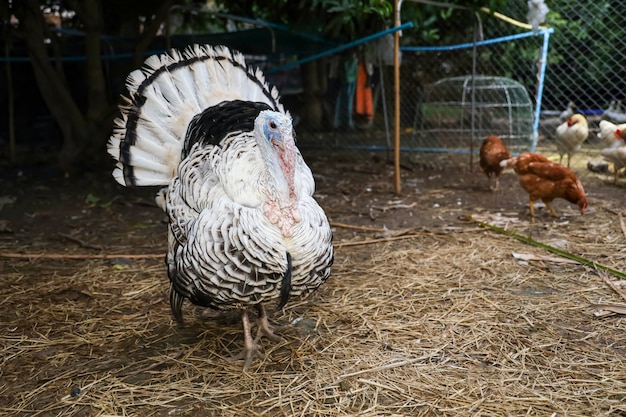 La gran Turquía está de pie en el jardín de la granja en Tailandia