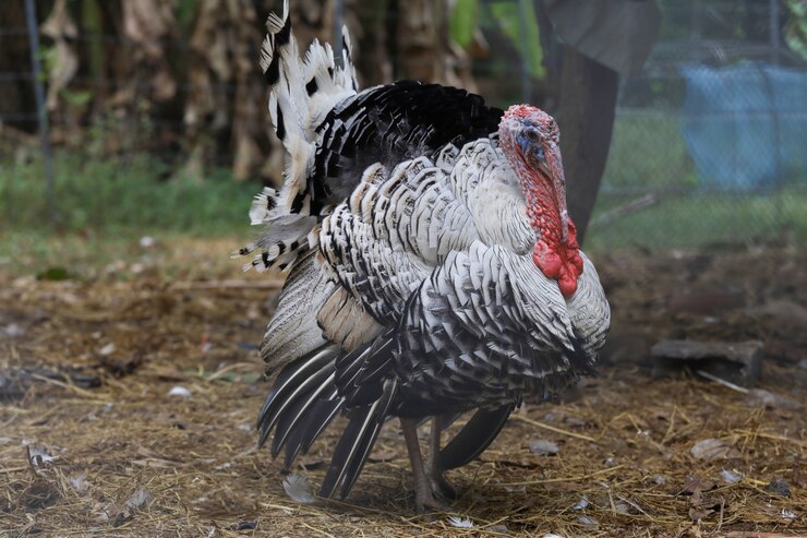 Gran Turquía hermosa en un jardín