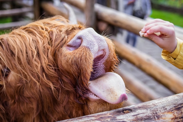 Gran vaca roja peluda. Niño alimentando una vaca.